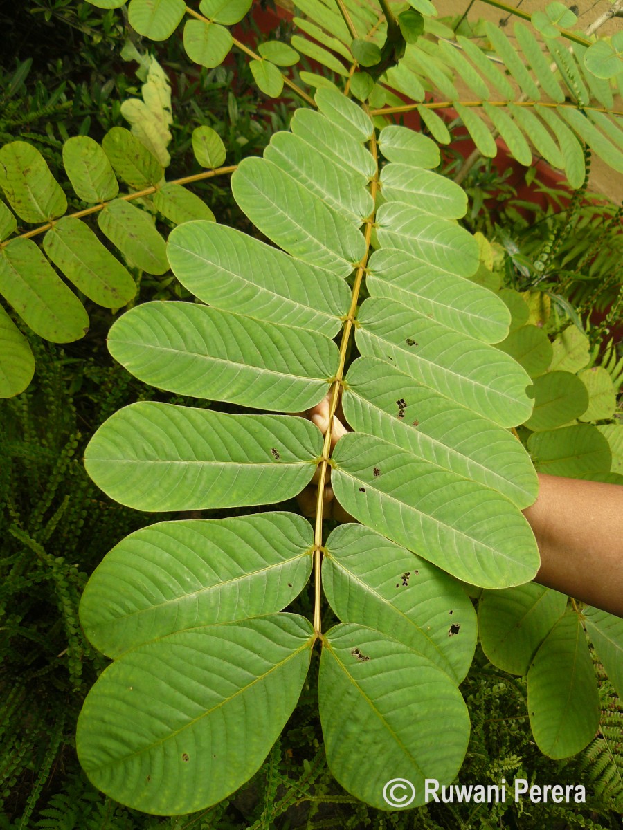 Senna alata (L.) Roxb.